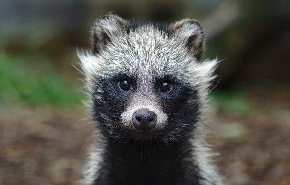 Wallpaper Raccoon Baby Eyes Ears Animals