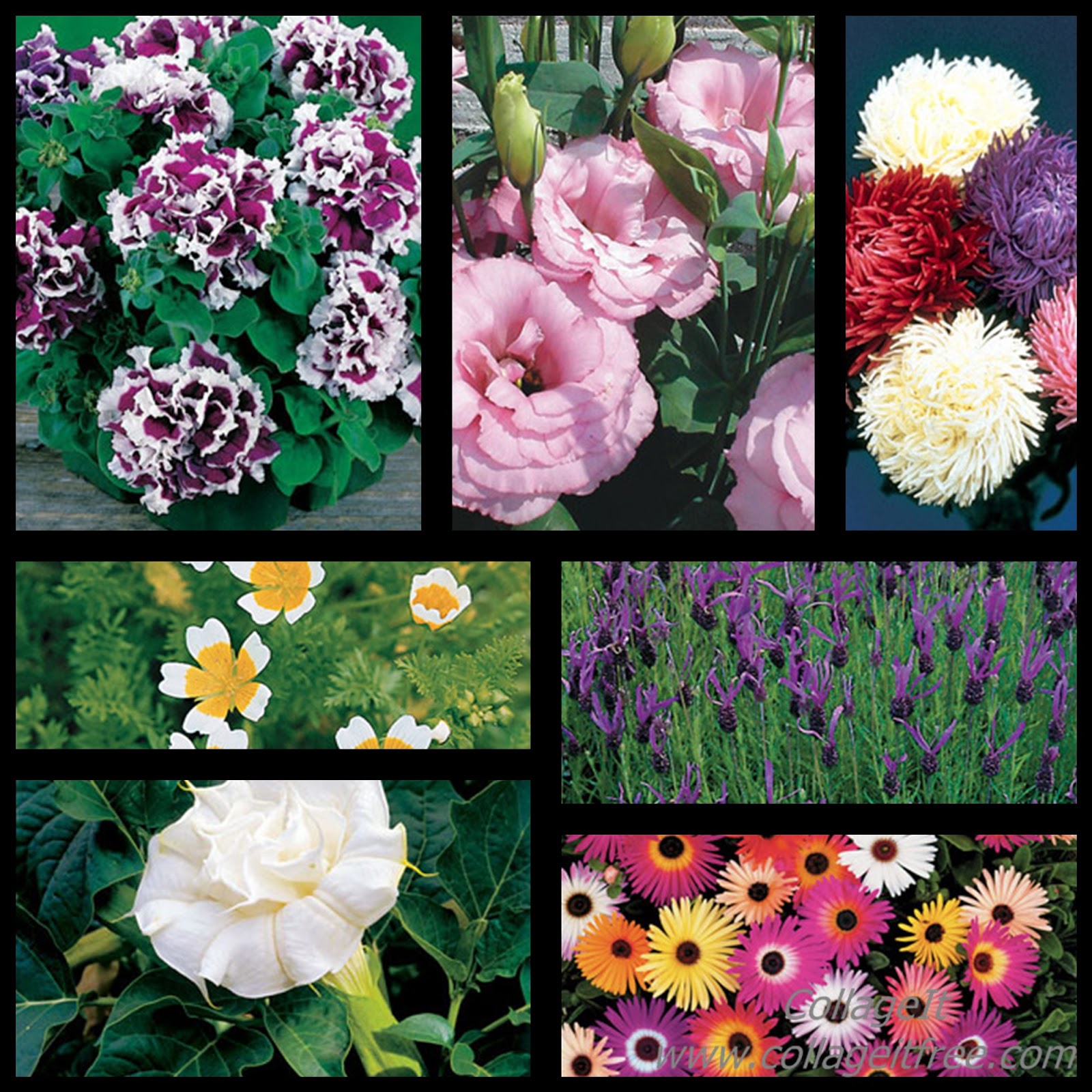 Gardens Inspired Wallpaper