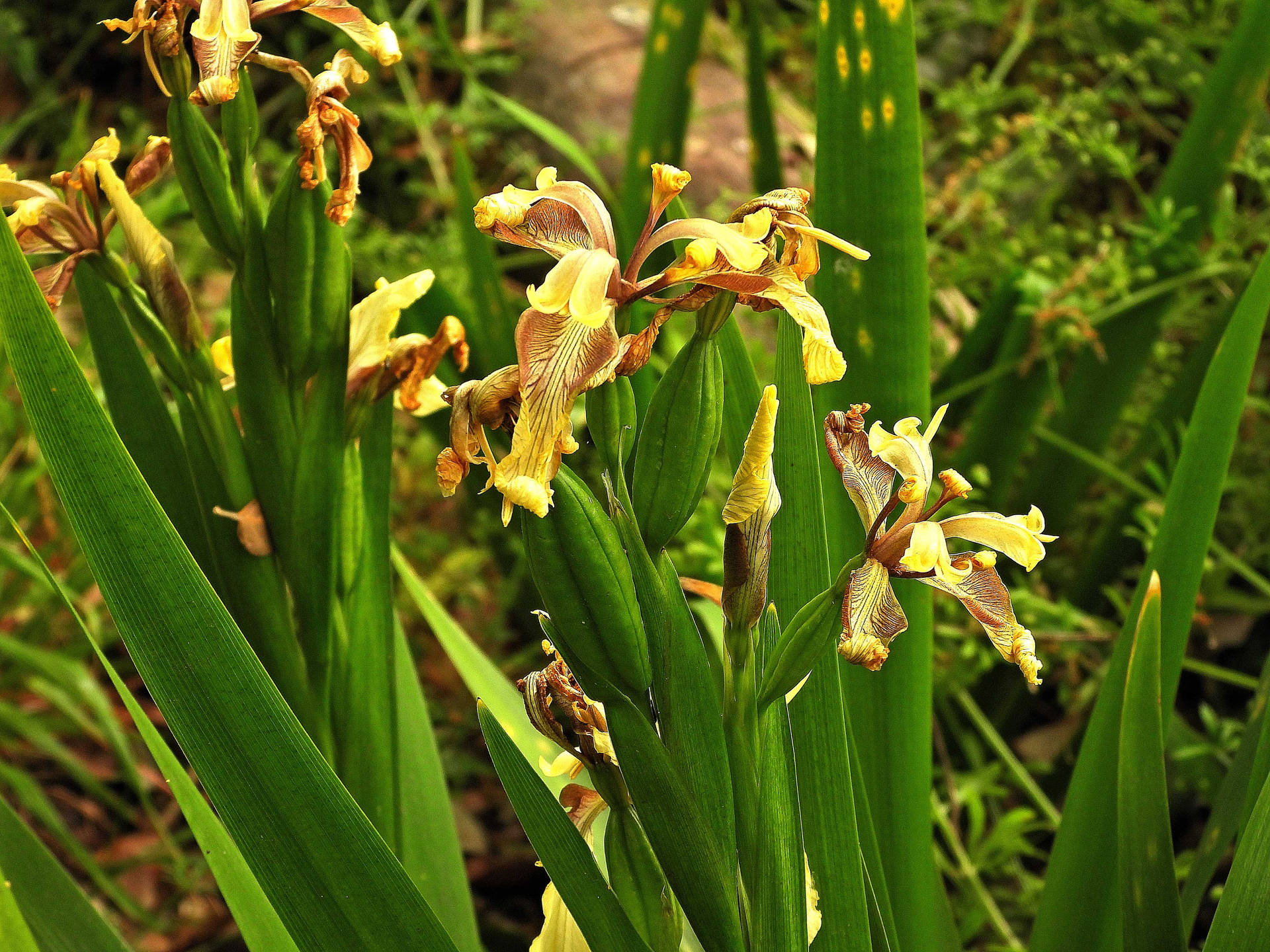 Top Iris Flower Wallpaper Full HD 4k To Use