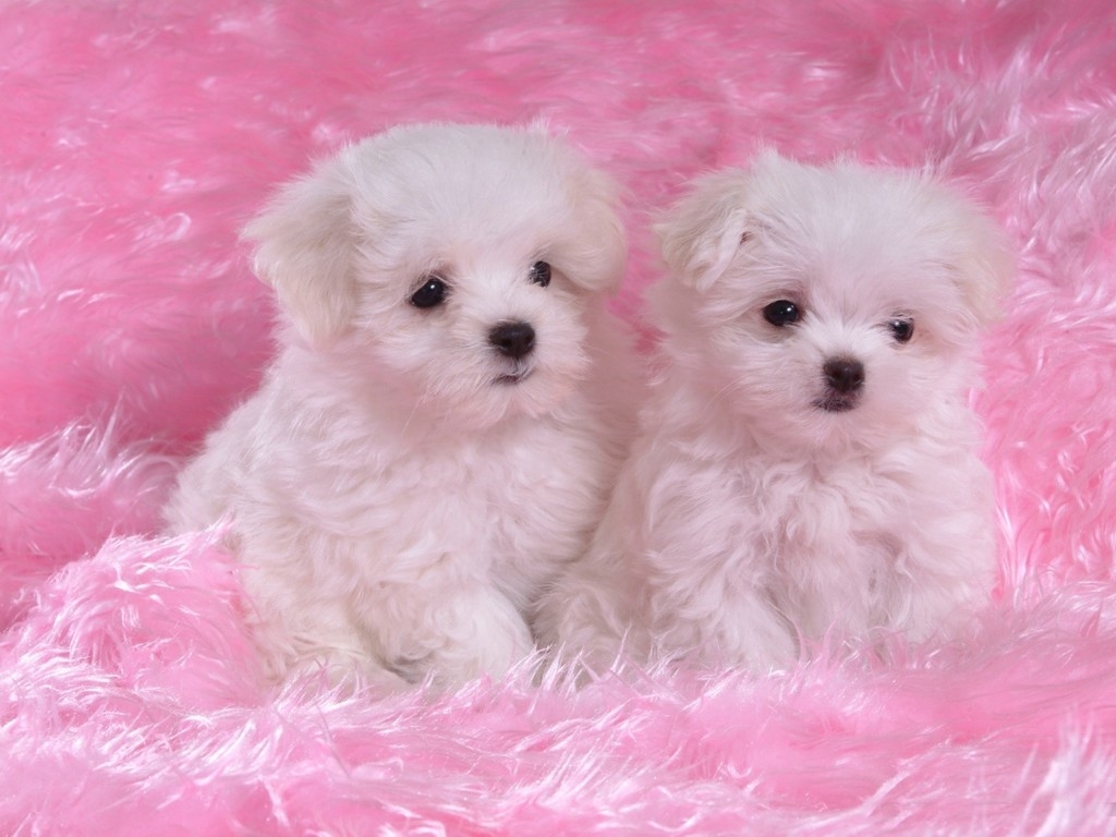 Cute Dogs and Puppies For Sale   wallpaper