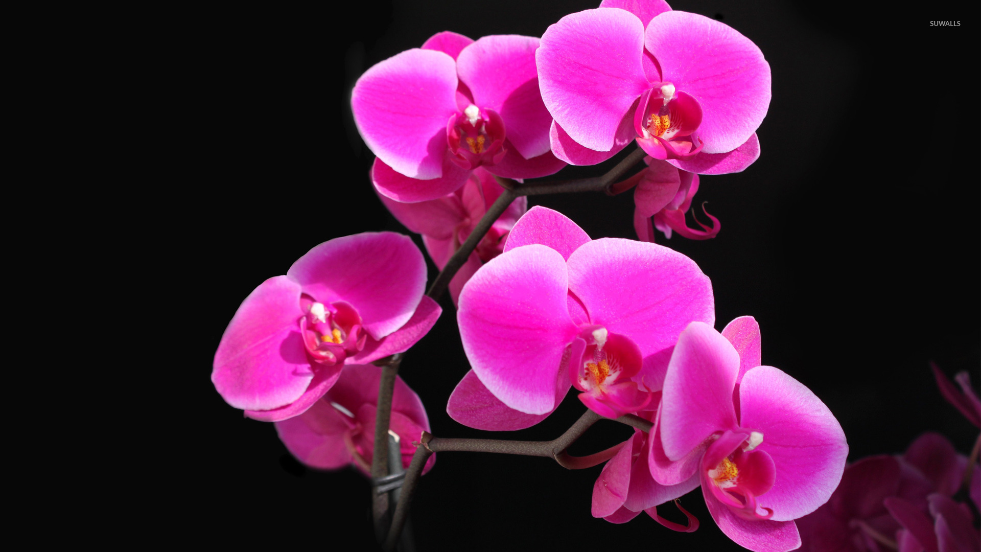 Orchids Wallpaper Flower