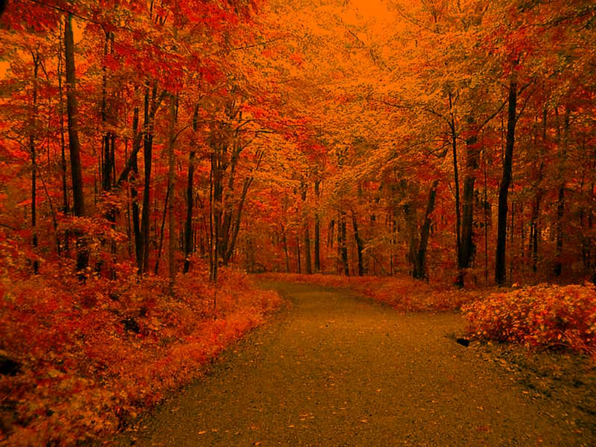 Autumn Road Background Background Wallpaper Image