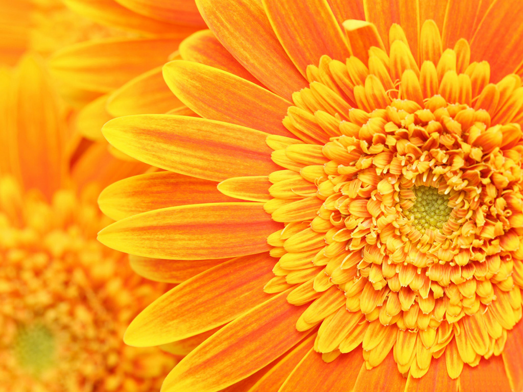 Golden Flower desktop wallpaper Golden Flower Plant desktop background 1024x768