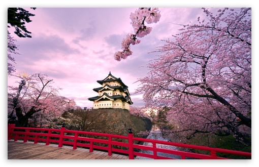 Cherry Blossoms Japan HD Desktop Wallpaper High Definition