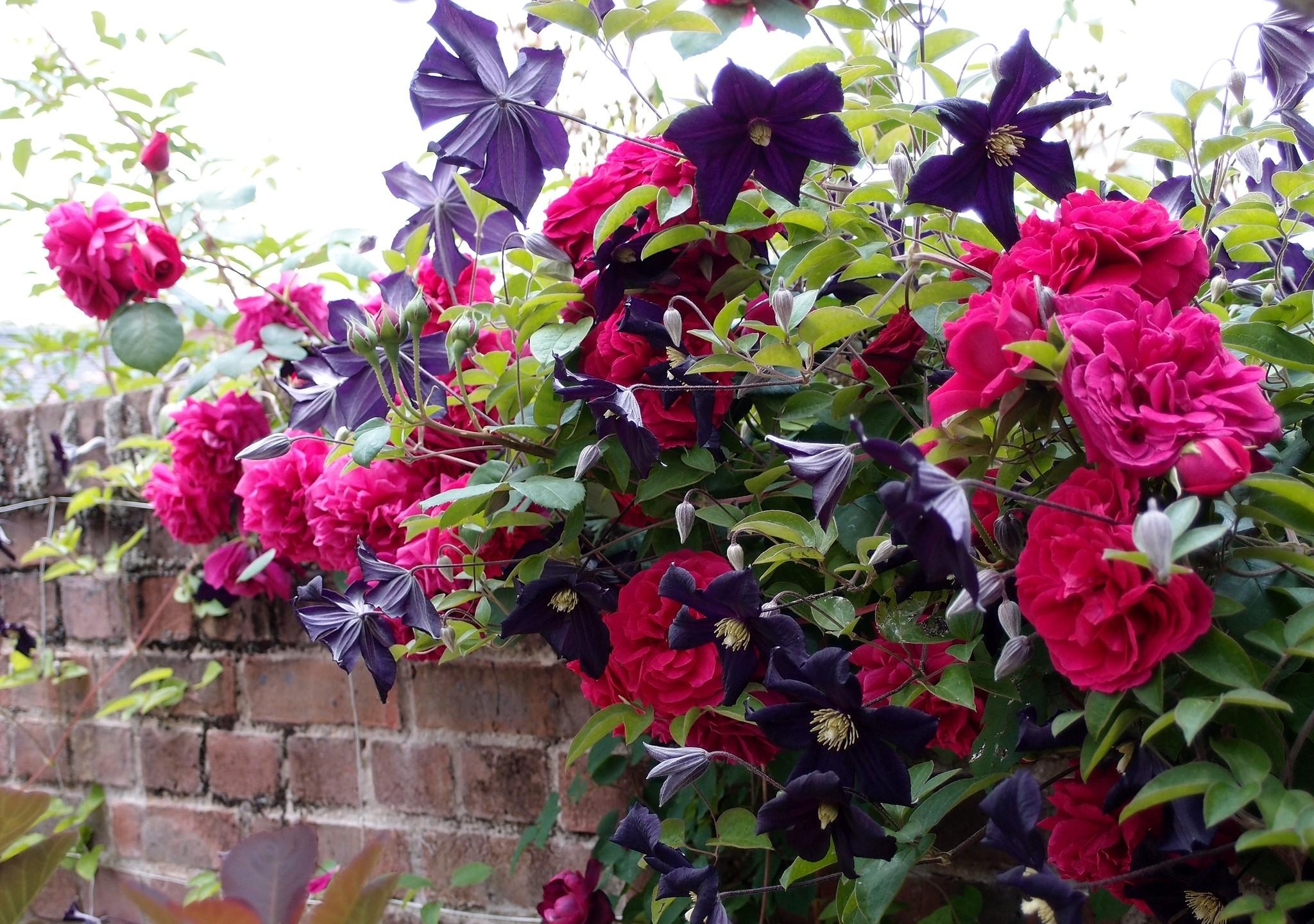Roses Clematis Wall Brick Fence Stock Photos Image HD