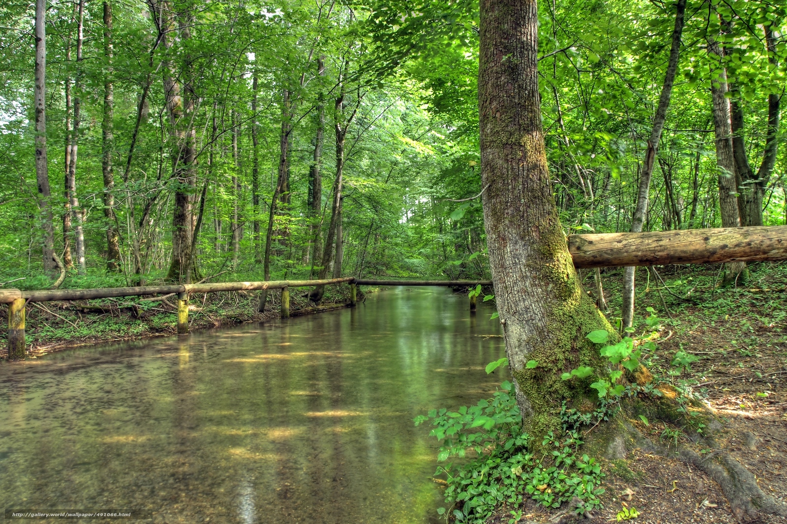 Wallpaper Small River Creek Forest Nature Desktop