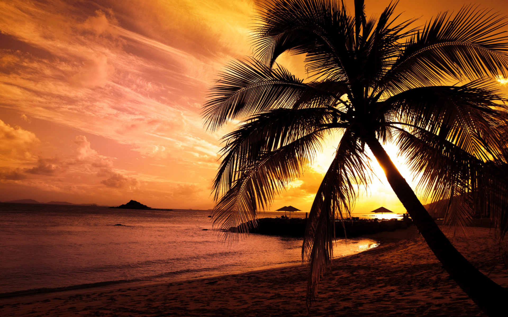 Theme Bin Archive Beach Palm Hd Wallpaper