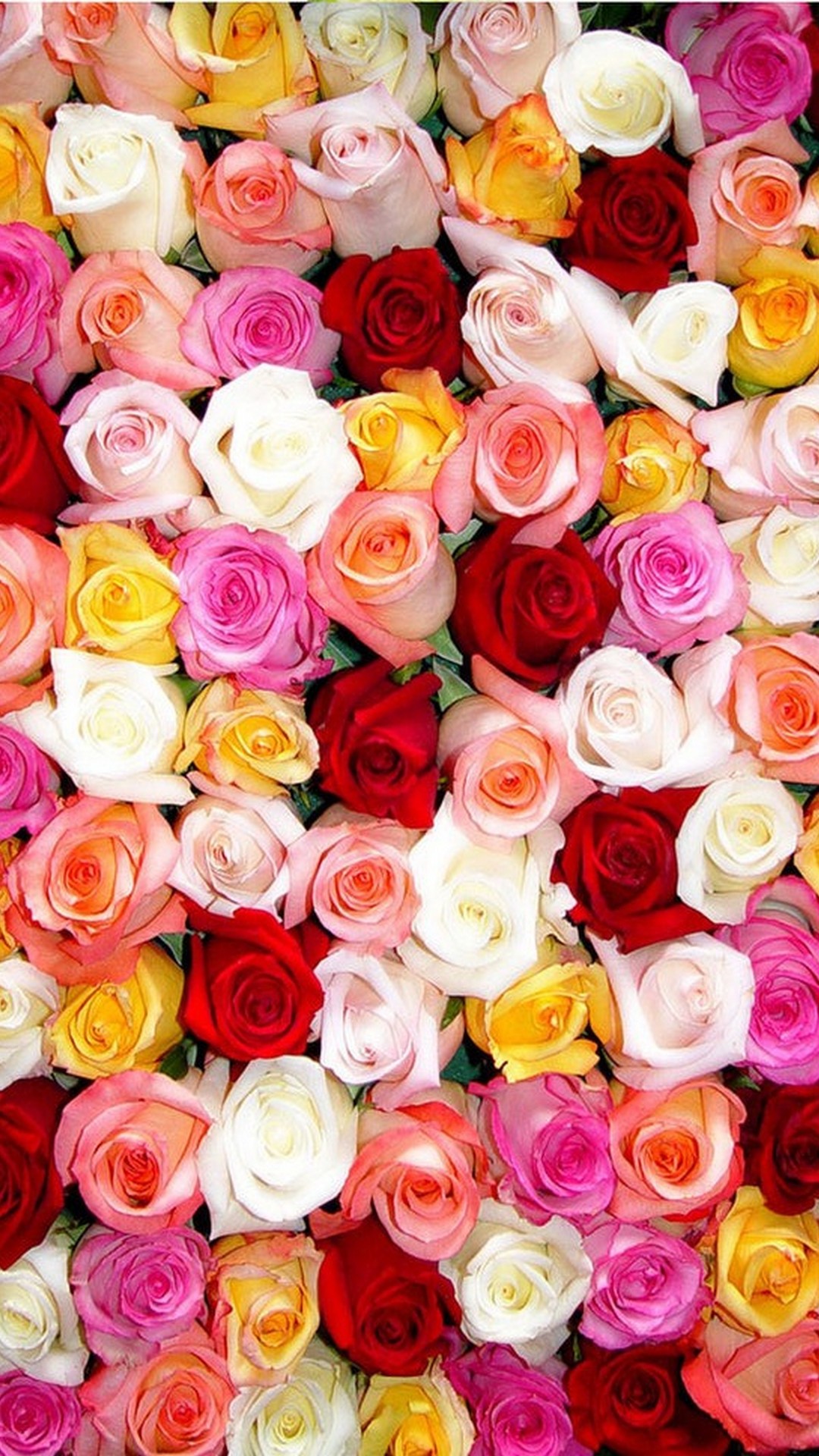 Rose Wallpaper HD Cute Trend Terbaru