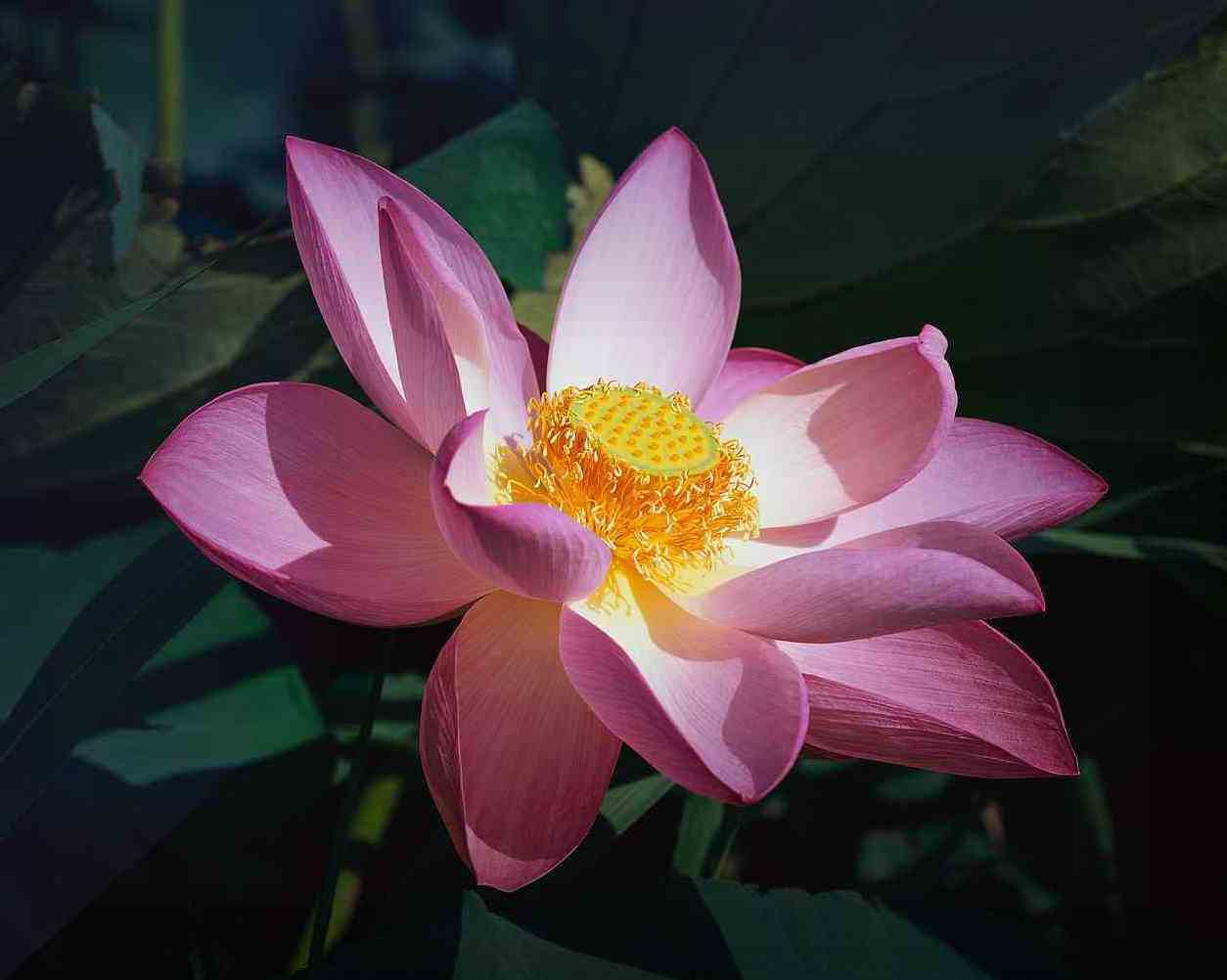 Media Lotus flower wallpapers   high quality and wide screen 1254x1002