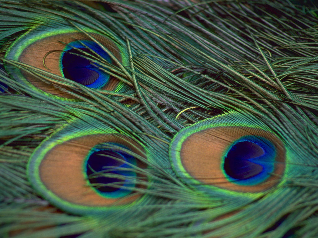 Wallpaper Peacock Feathers
