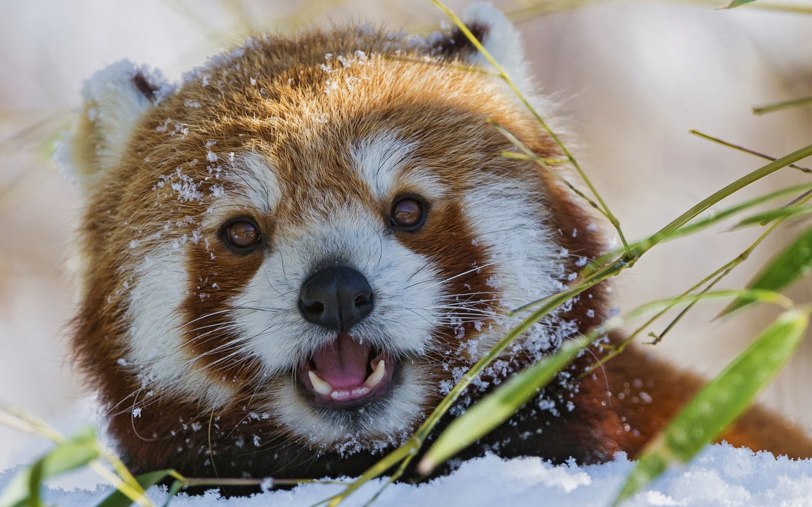 Winter Wallpaper With A Red Panda HD Animals