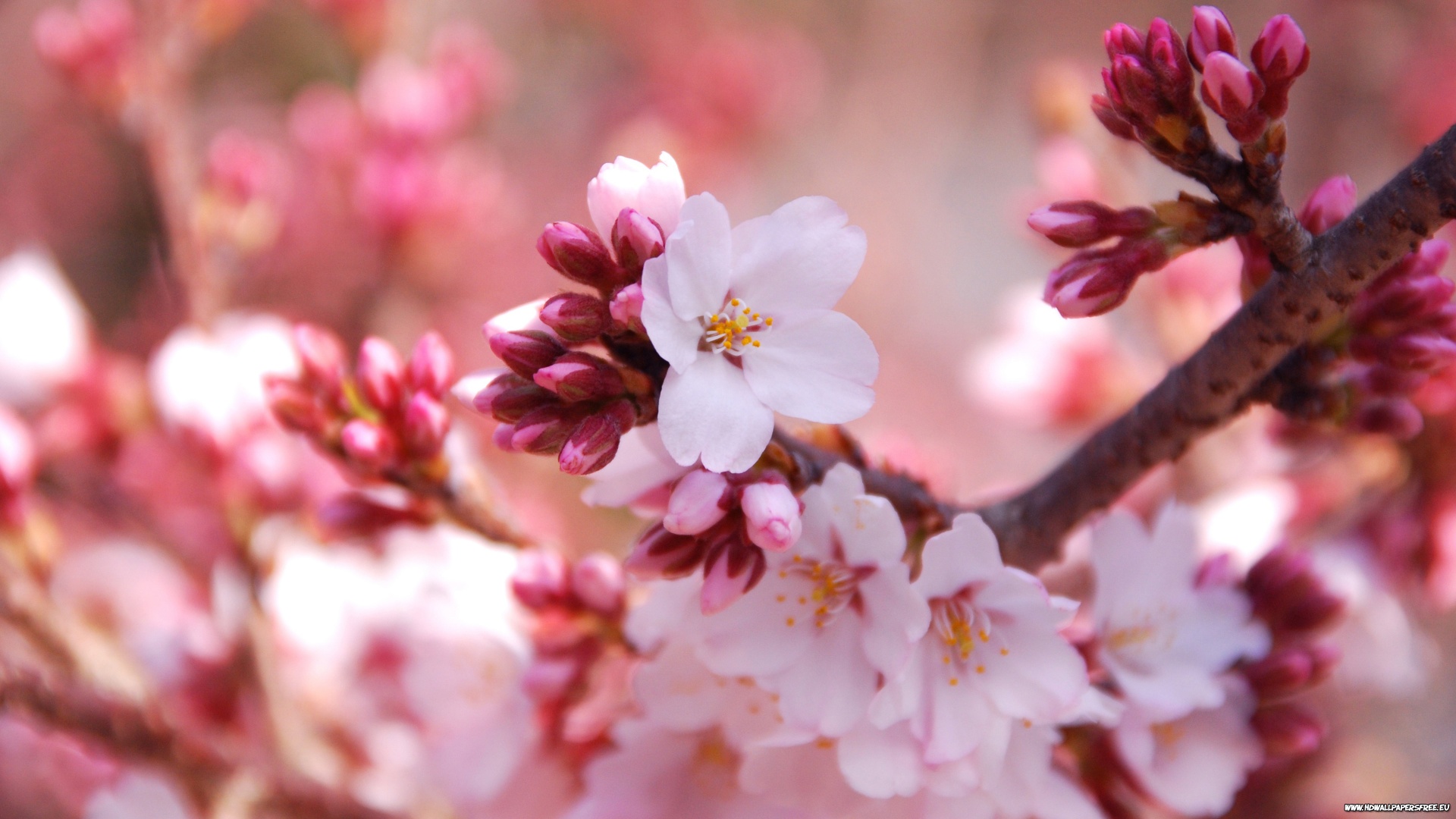 Cherry Blossom Buds Wallpaper Desktop iPad Background In