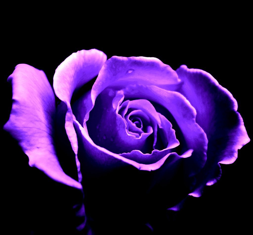 Purple Rose Background By Akina117