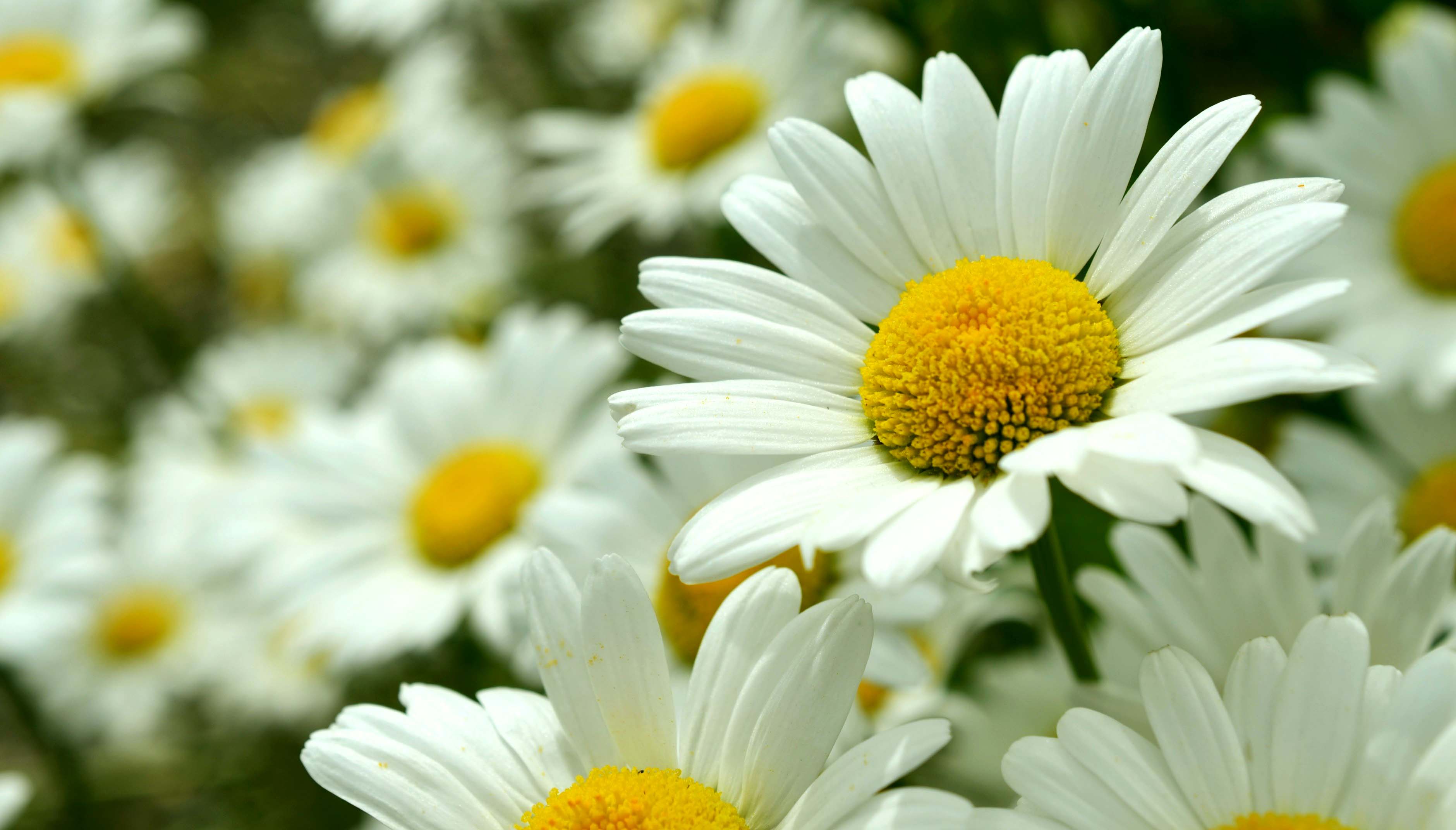 Daisy Flowers Image The Sign Of Purity And Innocence
