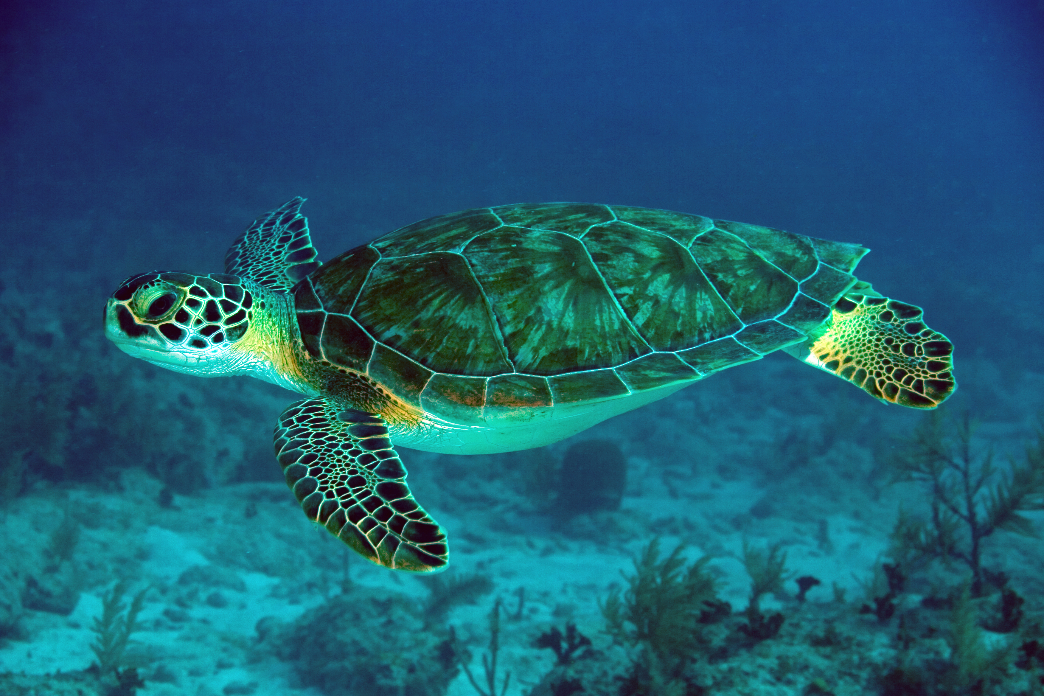 Green Sea Turtle Rsmas