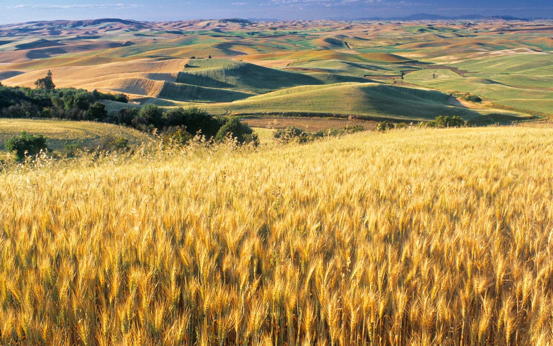 Image Kansas Wheat Fields HD Wallpaper Windows Pc Android