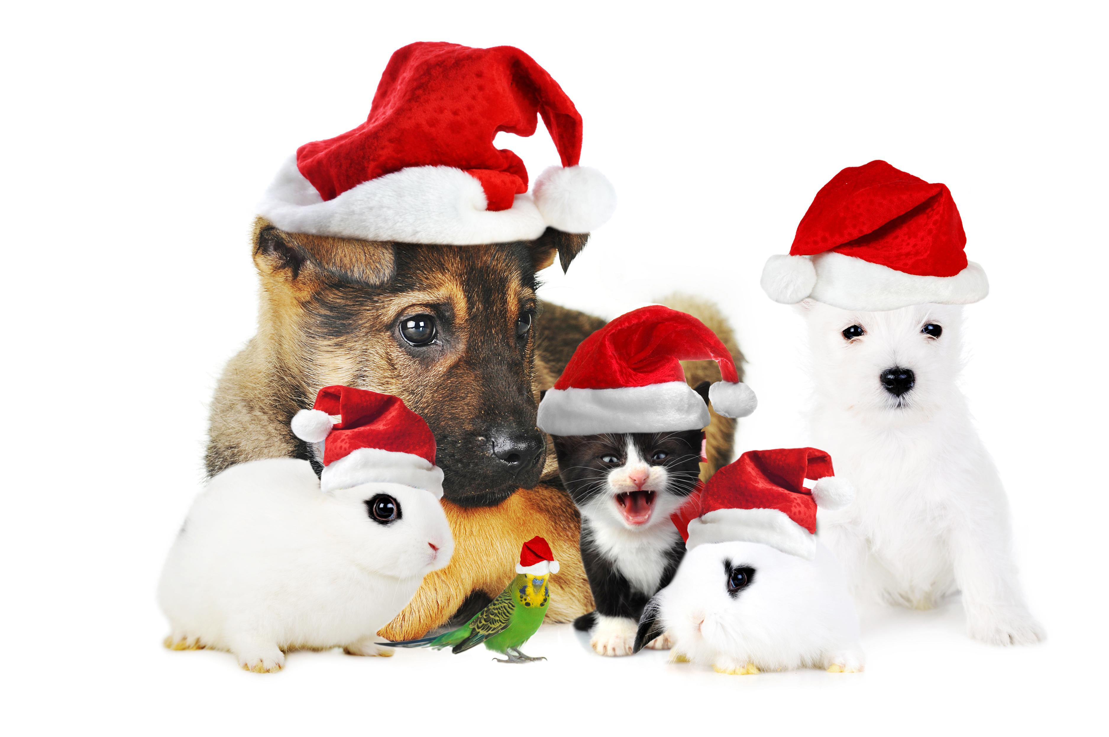 Image Puppies Kitty Cat Dogs Cats Rabbit Parrots New Year