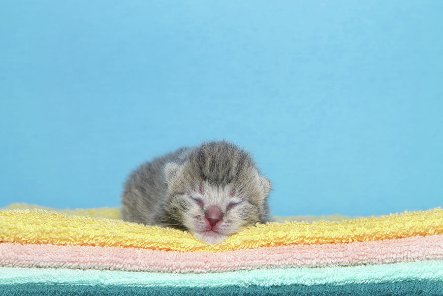 Sleepy Time Newborn On Rainbow Of Blankets Photograph By Sheila