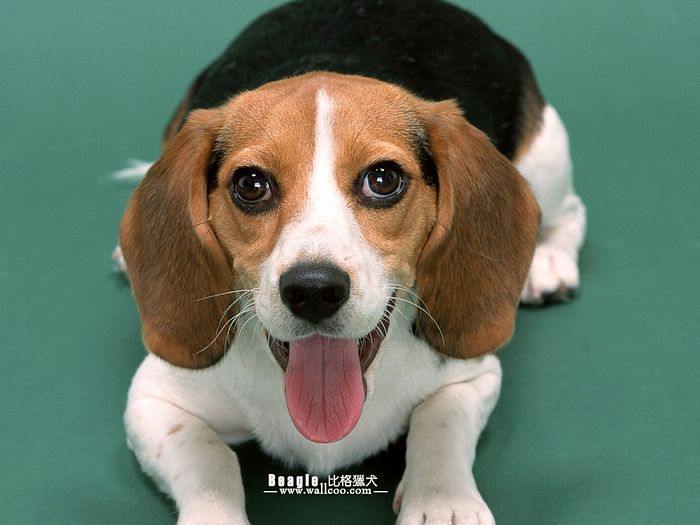 Beagle Dog Desktop Wallpaper Pictures Faithful