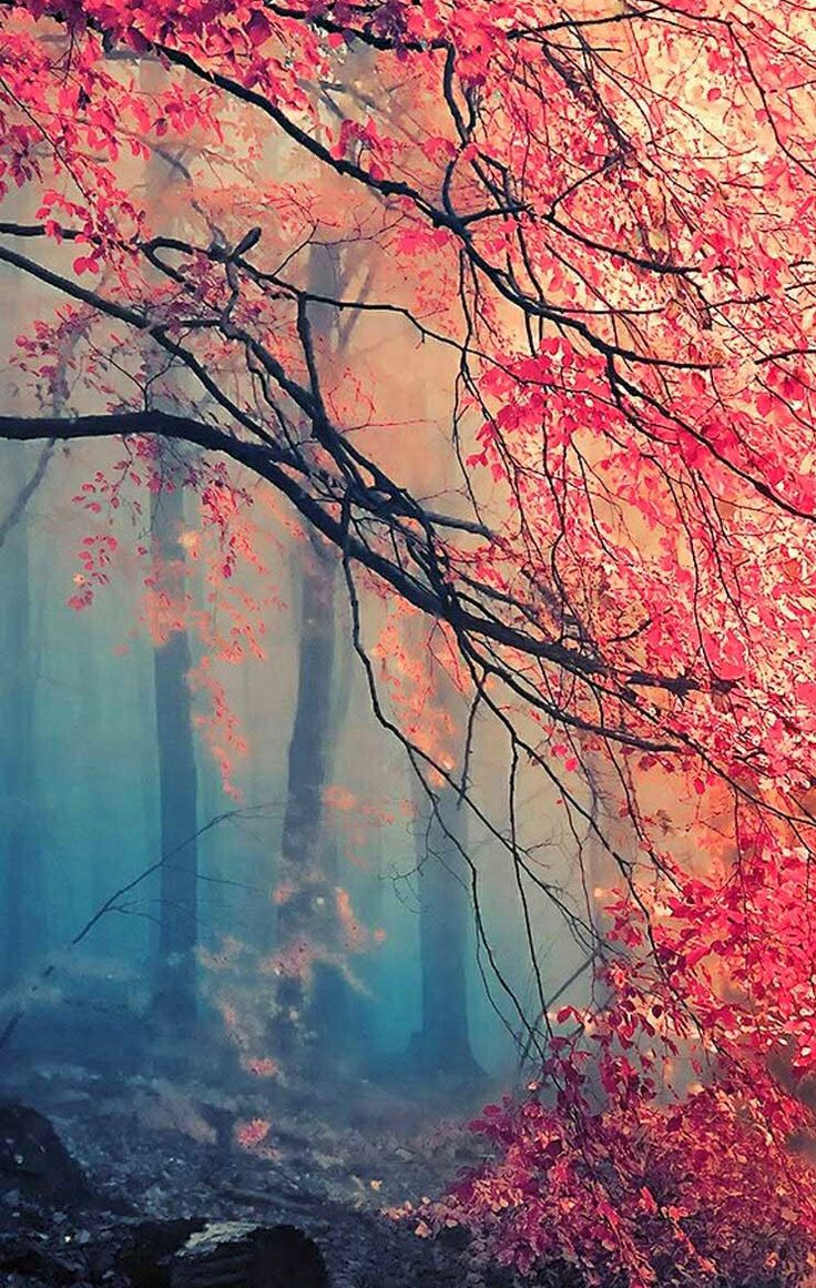 autumn backgrounds tumblr