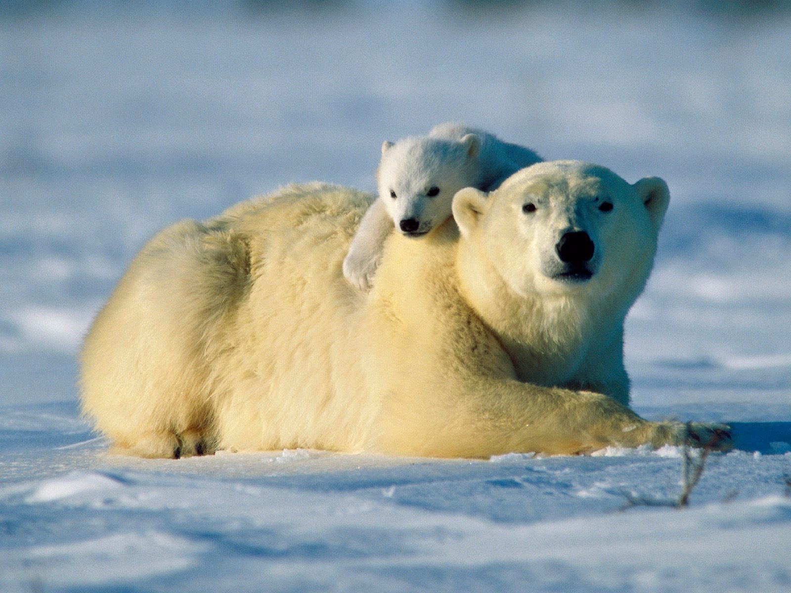 Mac Desktop Wallpaper HD Bear Hug Animals Love In The Winter