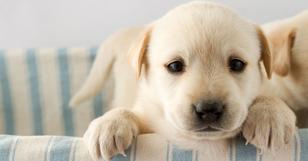 New Puppy Checklist Wallpaper