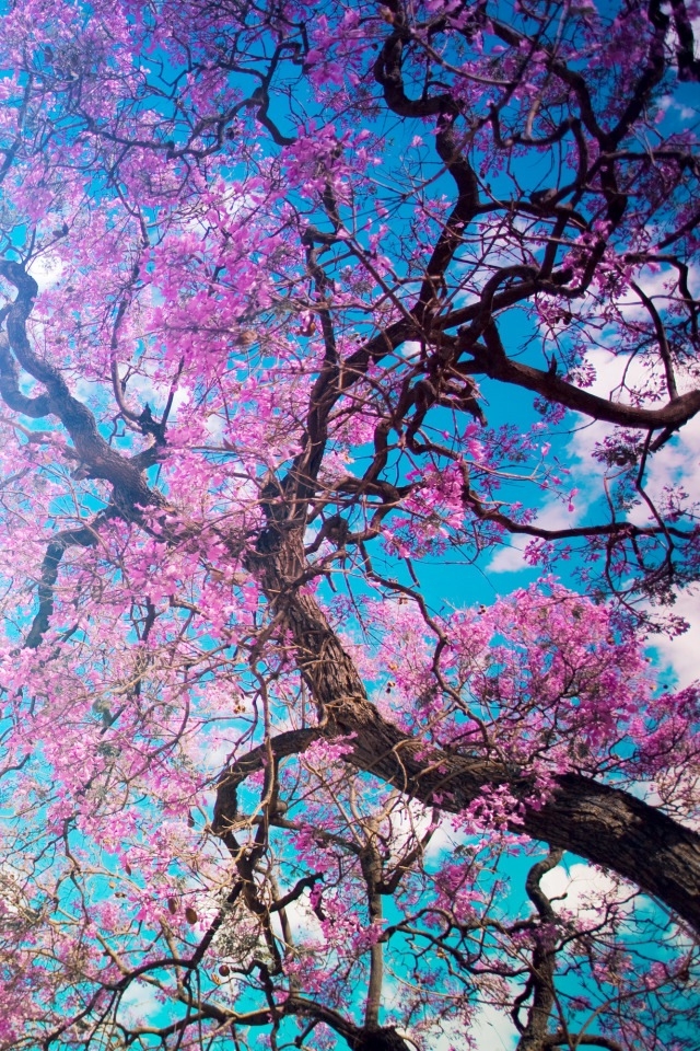 Tree iPhone HD Wallpaper