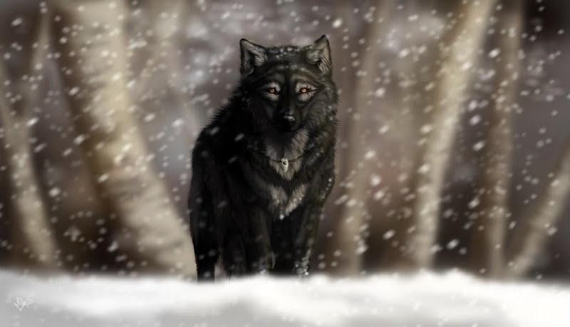 High Resolution Black Wolf In The Snowfall Desktop Laptop Wallpaper