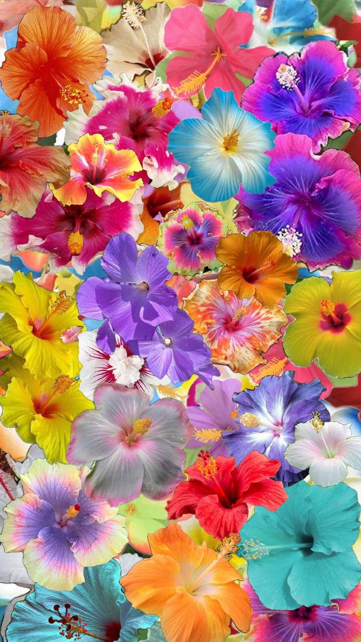 I Love Hibiscus They Remind Me Of Summer Wallpaper