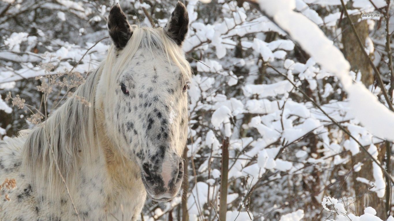 White Horse In The Snow Wallpaper Animal
