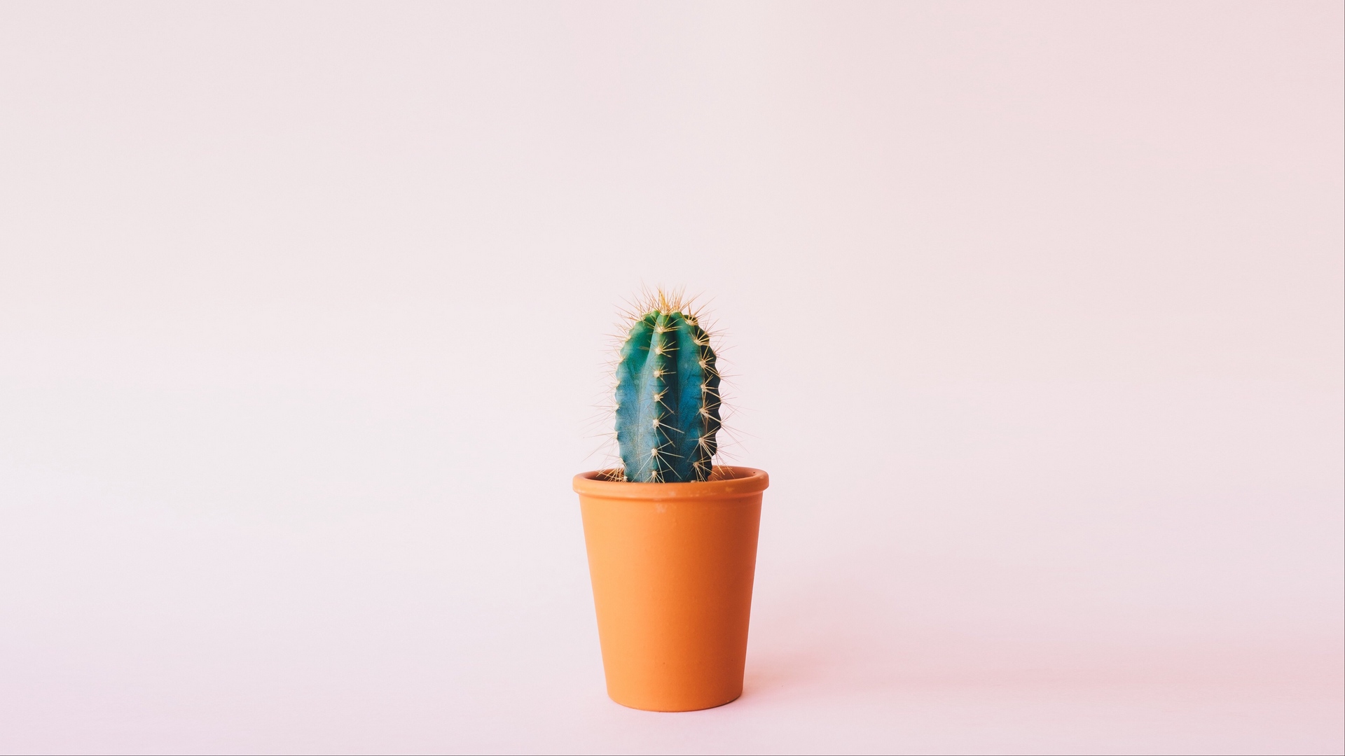 Cactus Minimal HD Wallpaper Stream