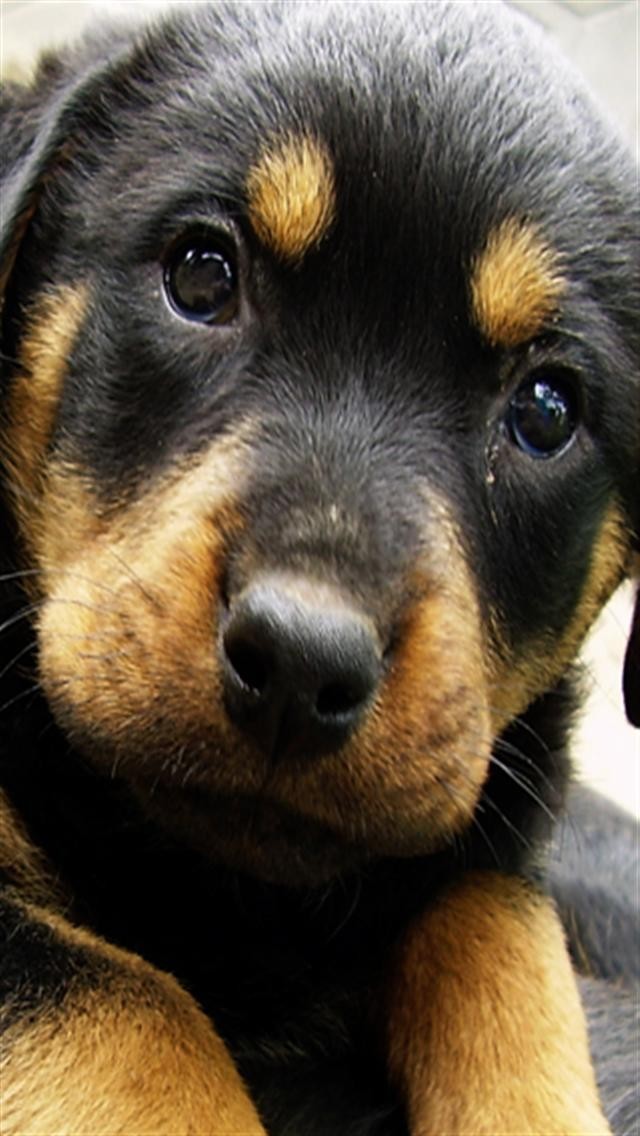 Cute Rottweiler Puppy Wallpaper Rottweiler puppy animal iphone