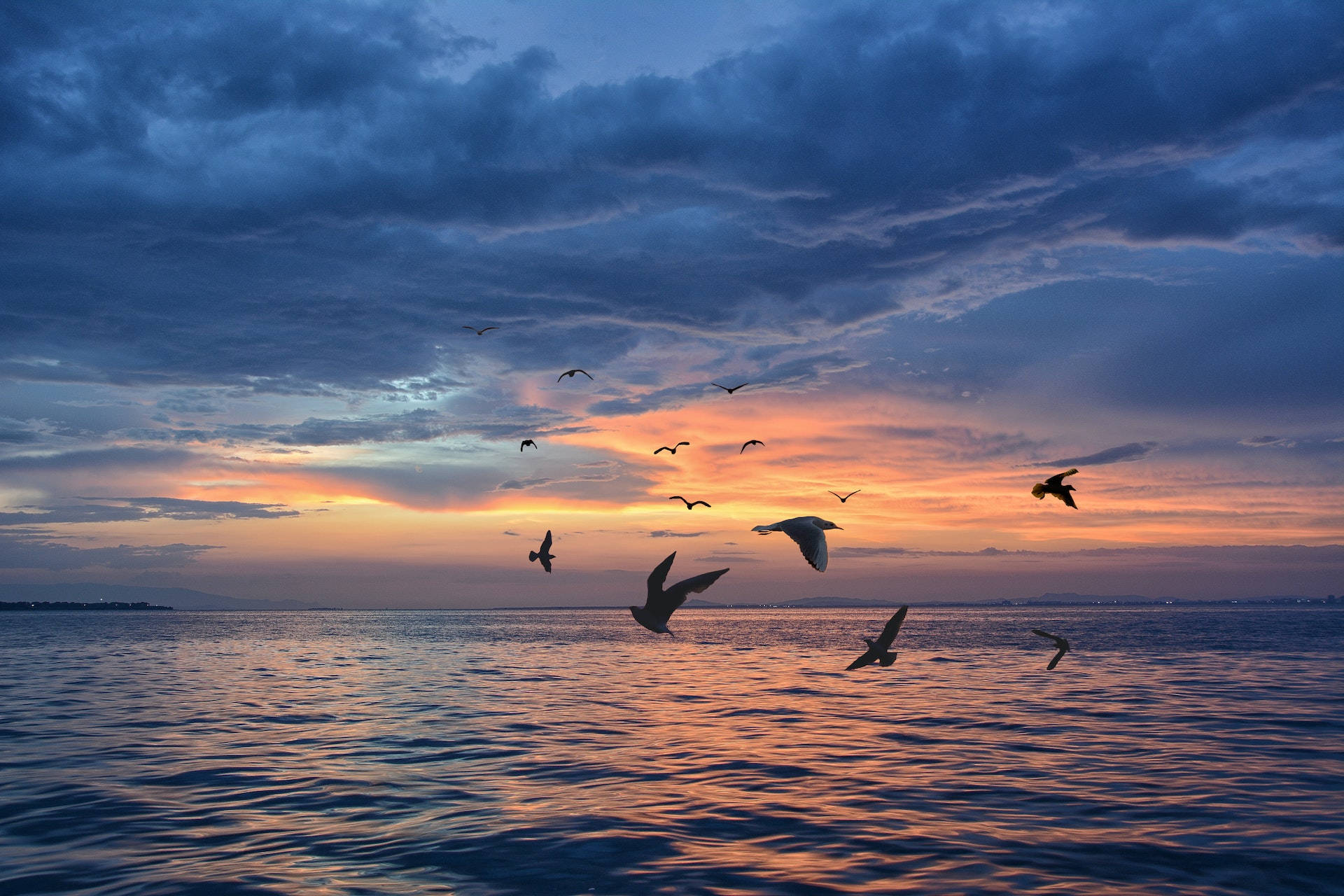 Birds Flying Wallpaper