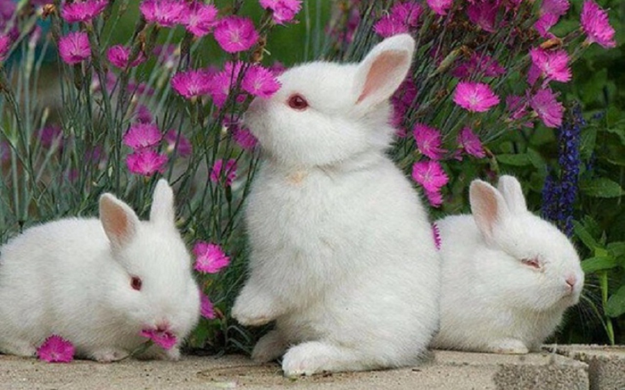 Rabbit Wallpaper And Background Image Id
