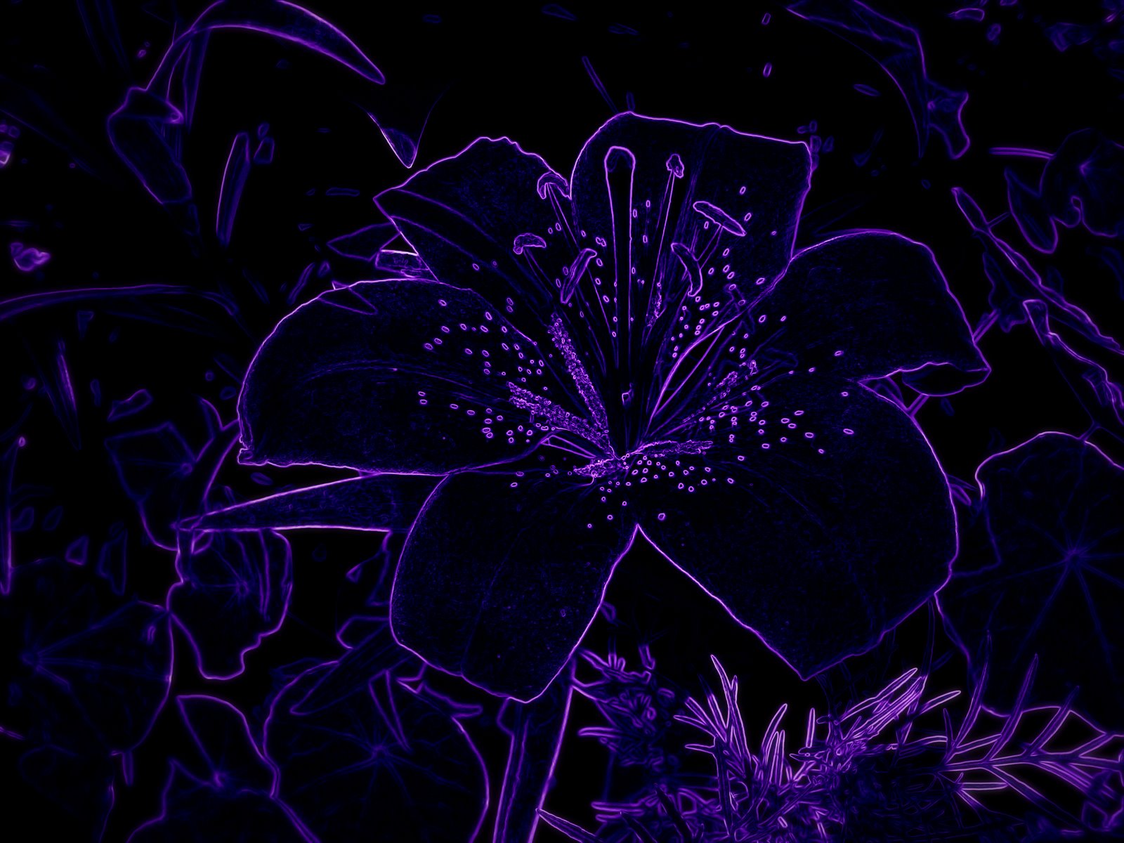 Neon Purple Dark Lily