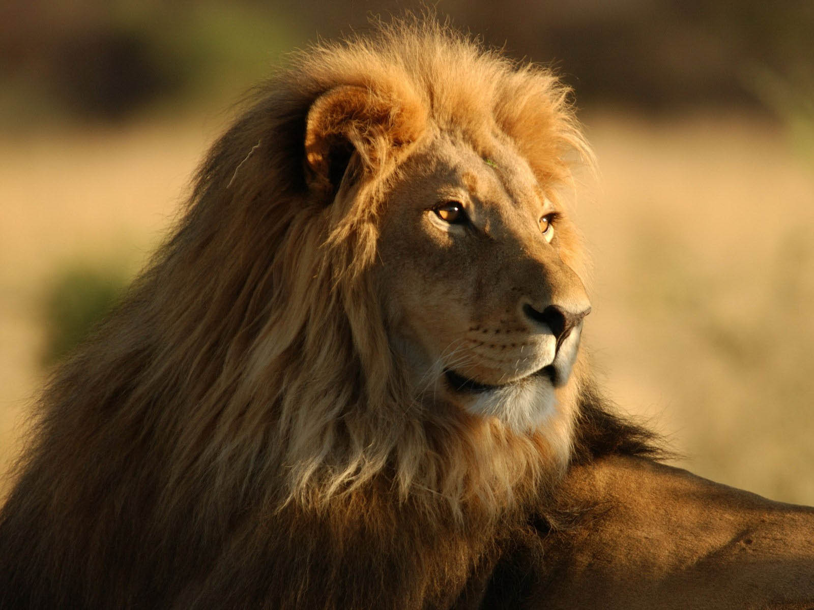 Majestic Male Lion with Golden Mane