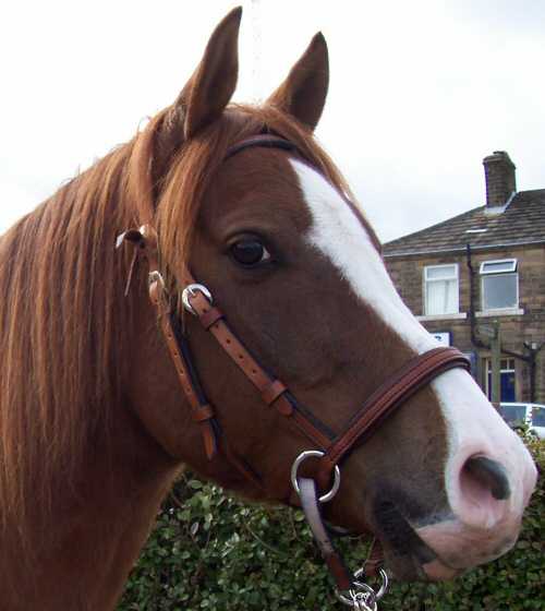 Western Leather Bitless Bridle