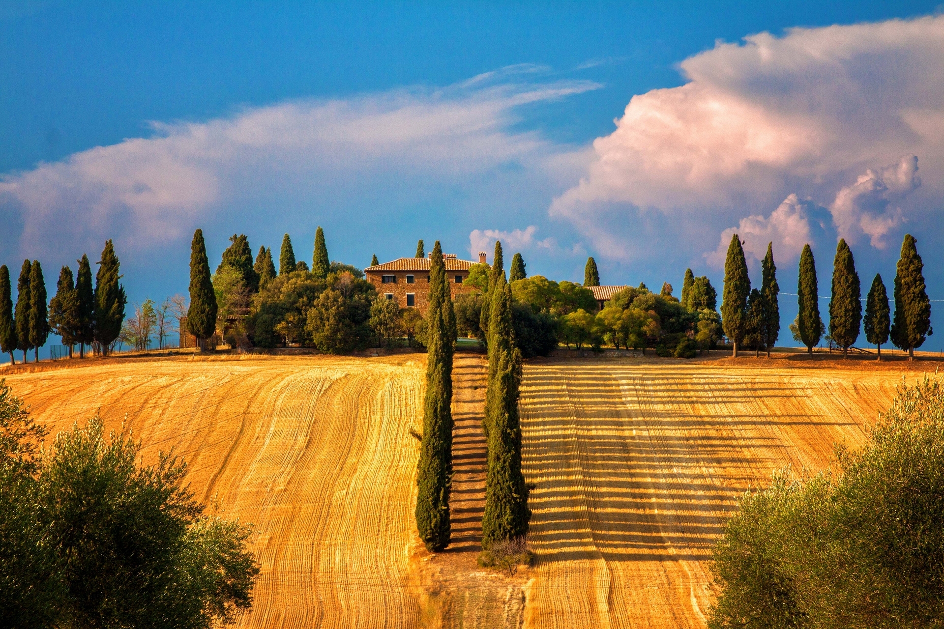Siena Tuscany Italy Trees Cypresses Fields Wallpaper Photos
