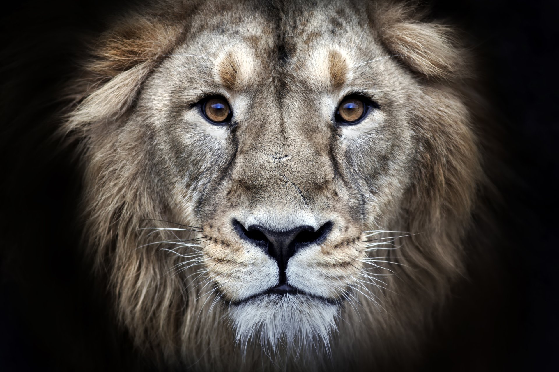 Close-up portrait of a majestic male lion with intense gaze, showcasing its powerful presence and regal mane
