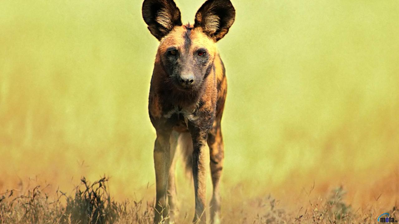 Wallpaper African Hunting Or Wild Dog Lycaon