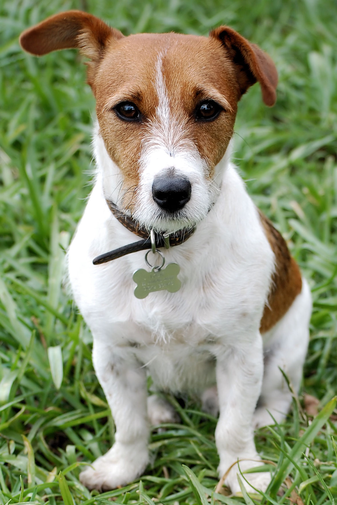Name Best HD Jack Russell Terrier Wallpaper Feelgrph