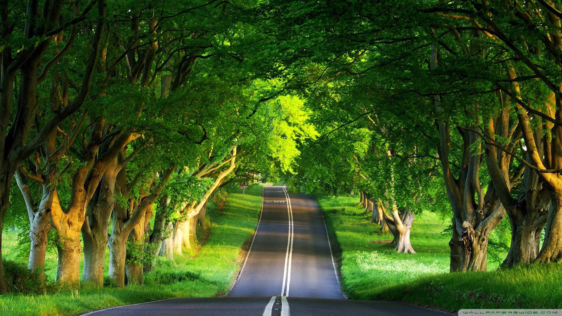 A picturesque tree-lined road winding through a lush green landscape