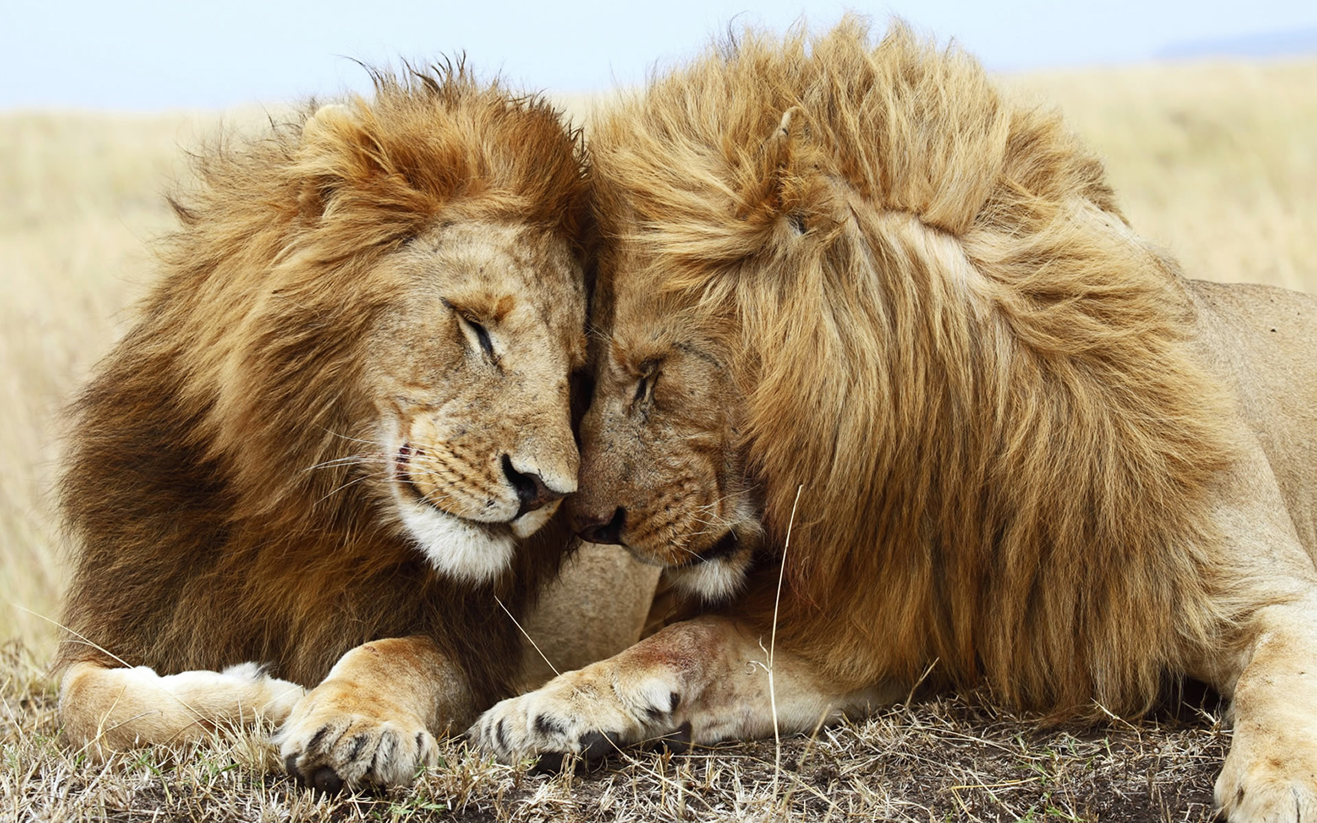 Lions Pair Wallpaper HD