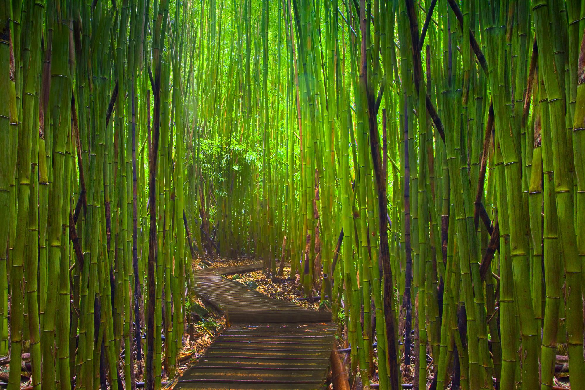 Bamboo Forest Way Green Hana Highway