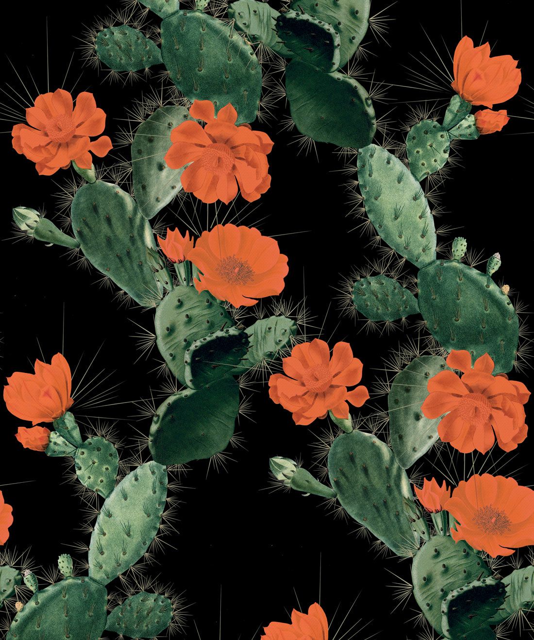 Cactus Wallpaper iPhone