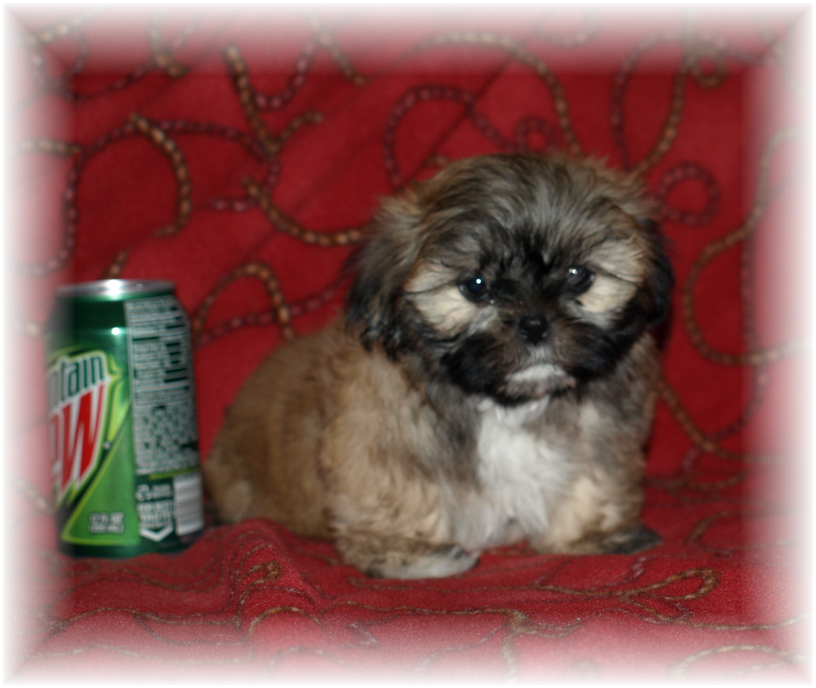 Shih Tzu Puppies Pictures Wallpaper Newborn