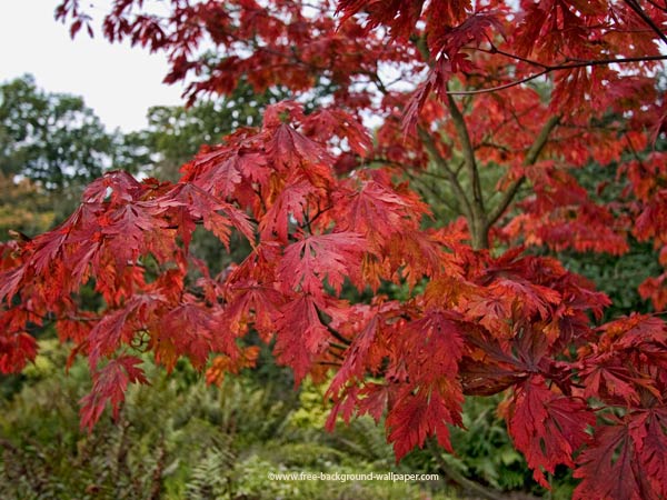 Japanese Maple Tree Tattoo Pictures To Pin
