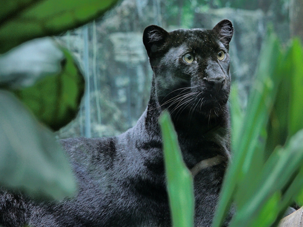 Wallpaper Jungle Animals Panthers Black Panther Fresh 1024x768. 