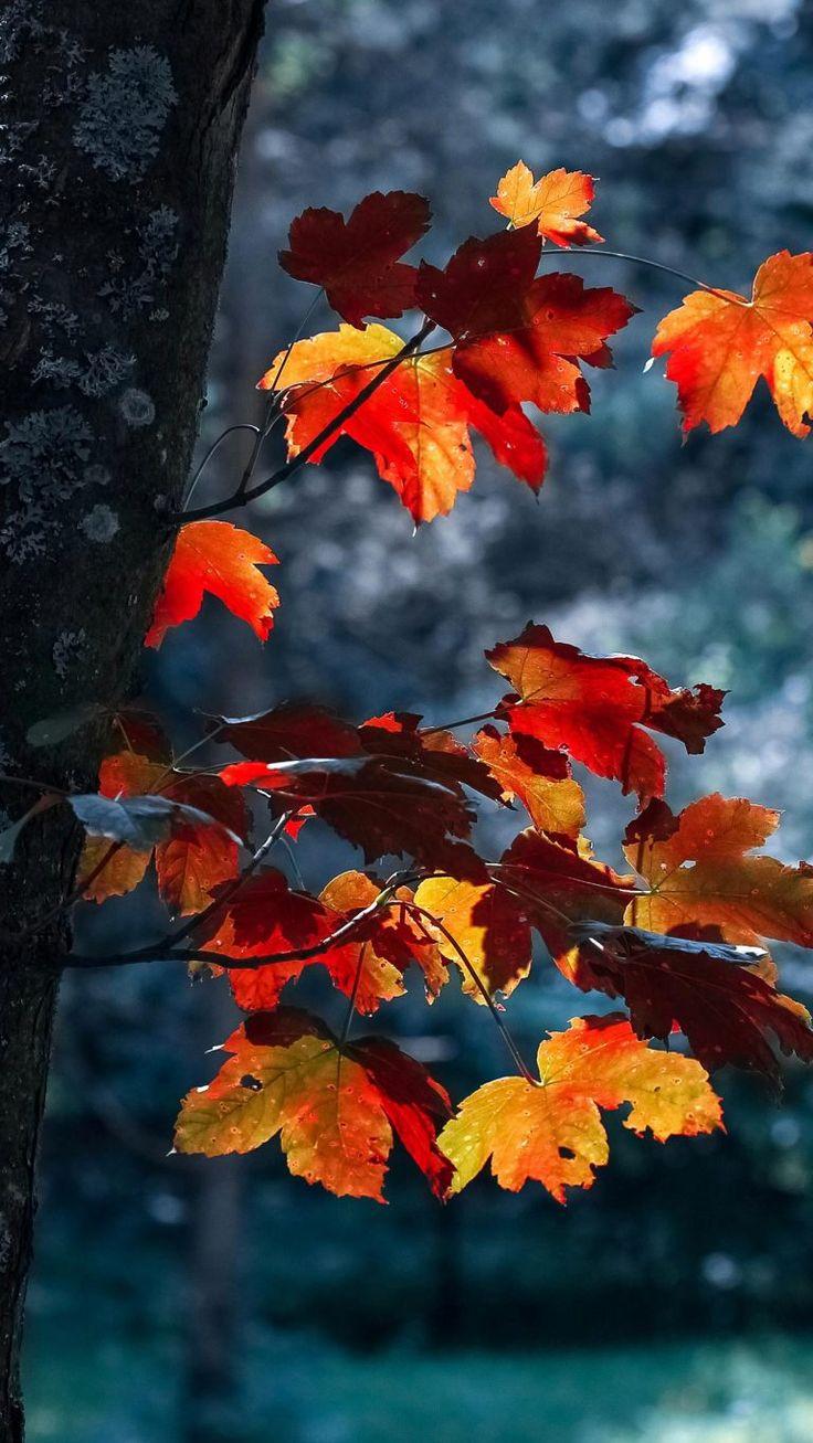 Fall iPhone Wallpaper Best Autumn Background
