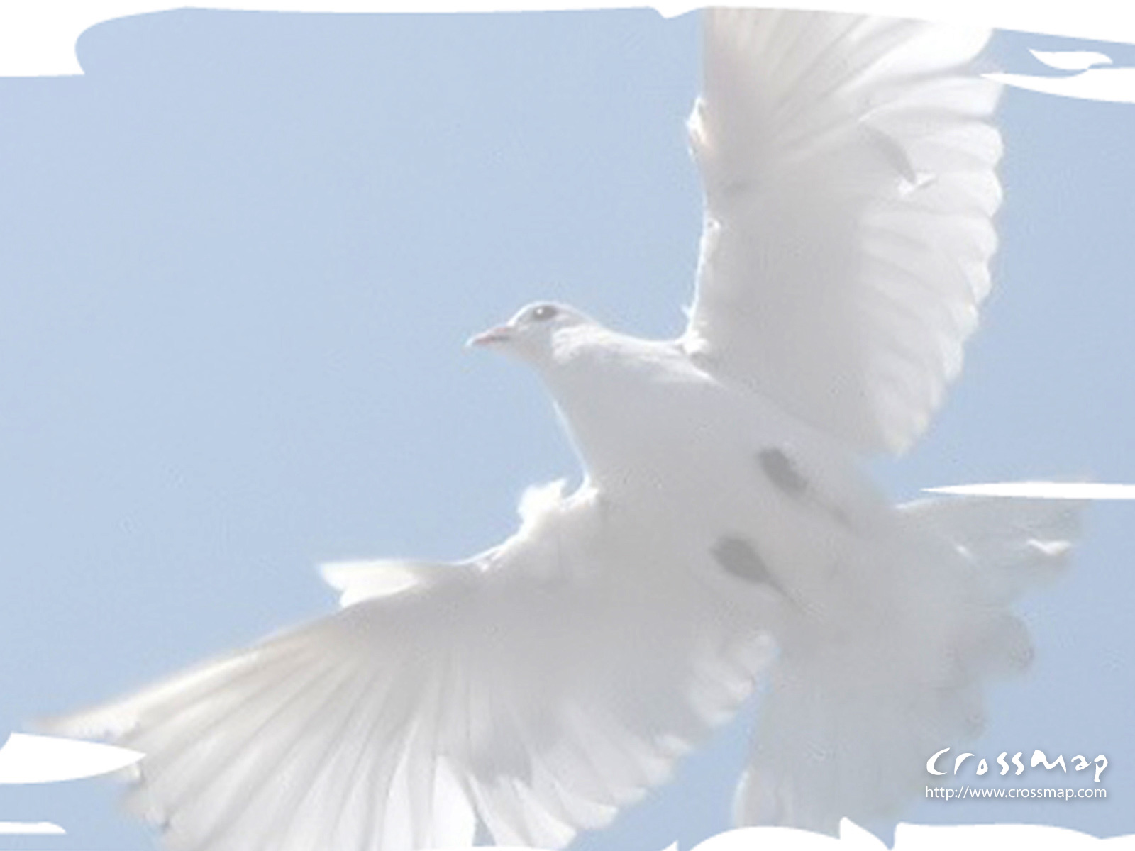 Holy Spirit Dove Wallpaper Image Amp Pictures Becuo